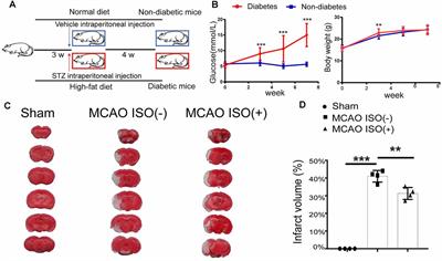 NLRP3 Inflammasome: A Potential Target in Isoflurane Pretreatment Alleviates Stroke-Induced Retinal Injury in Diabetes